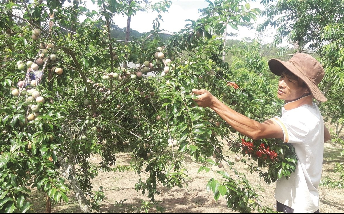 Nông dân Đạ Chais vui mừng khi mận tam hoa mang lại cuộc sống ấm no