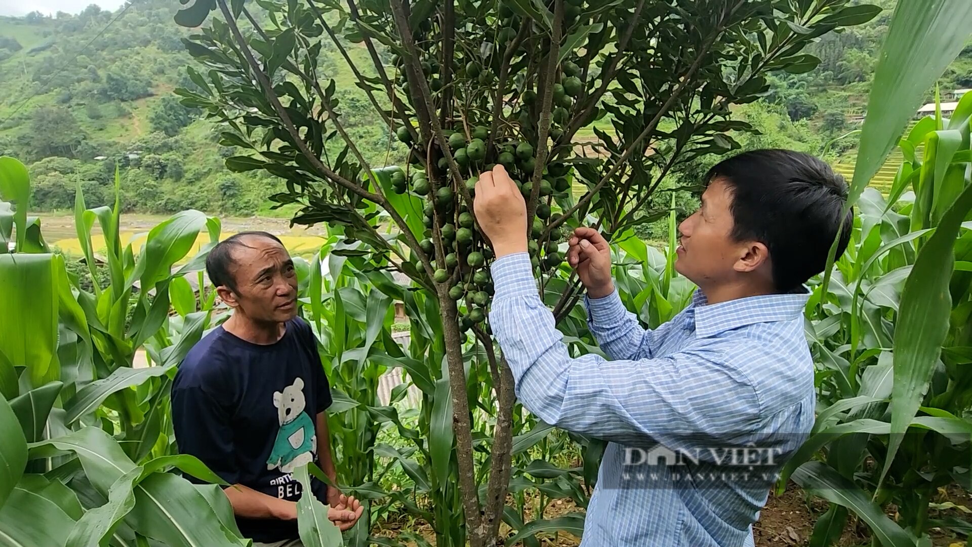 Cây mắc ca trồng ở Mù Cang Chải ra quả lúc lỉu, hứa hẹn đem lại thu nhập cao cho người dân- Ảnh 2.