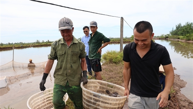 Người dân Khu vục Cồn Xanh thu hoạch thủy sản để bàn giao mặt bằng cho chính quyền. Ảnh: T. Dũng