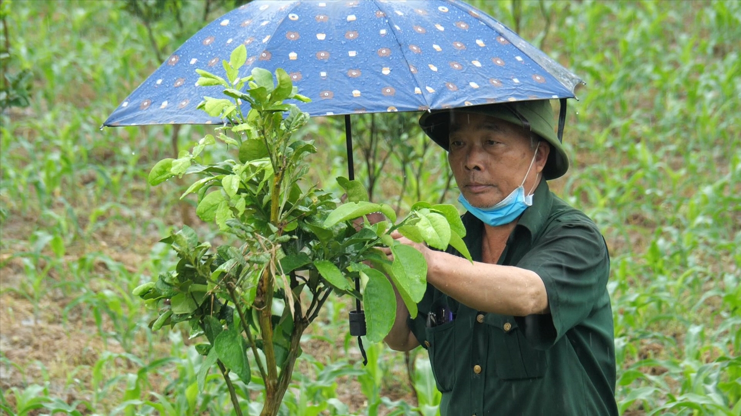 Trên diện tích trồng bưởi da xanh, gia đình ông Chưng tận dụng trồng thêm ngô khi cây bưởi còn nhỏ, tán chưa rộng.