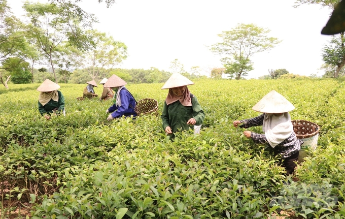 Tuyên Quang có nhiều nông sản đặc sản được công nhận đạt sao OCOP, trong đó có các sản phẩm đạt tiêu chuẩn hữu cơ. Ảnh: Đào Thanh.