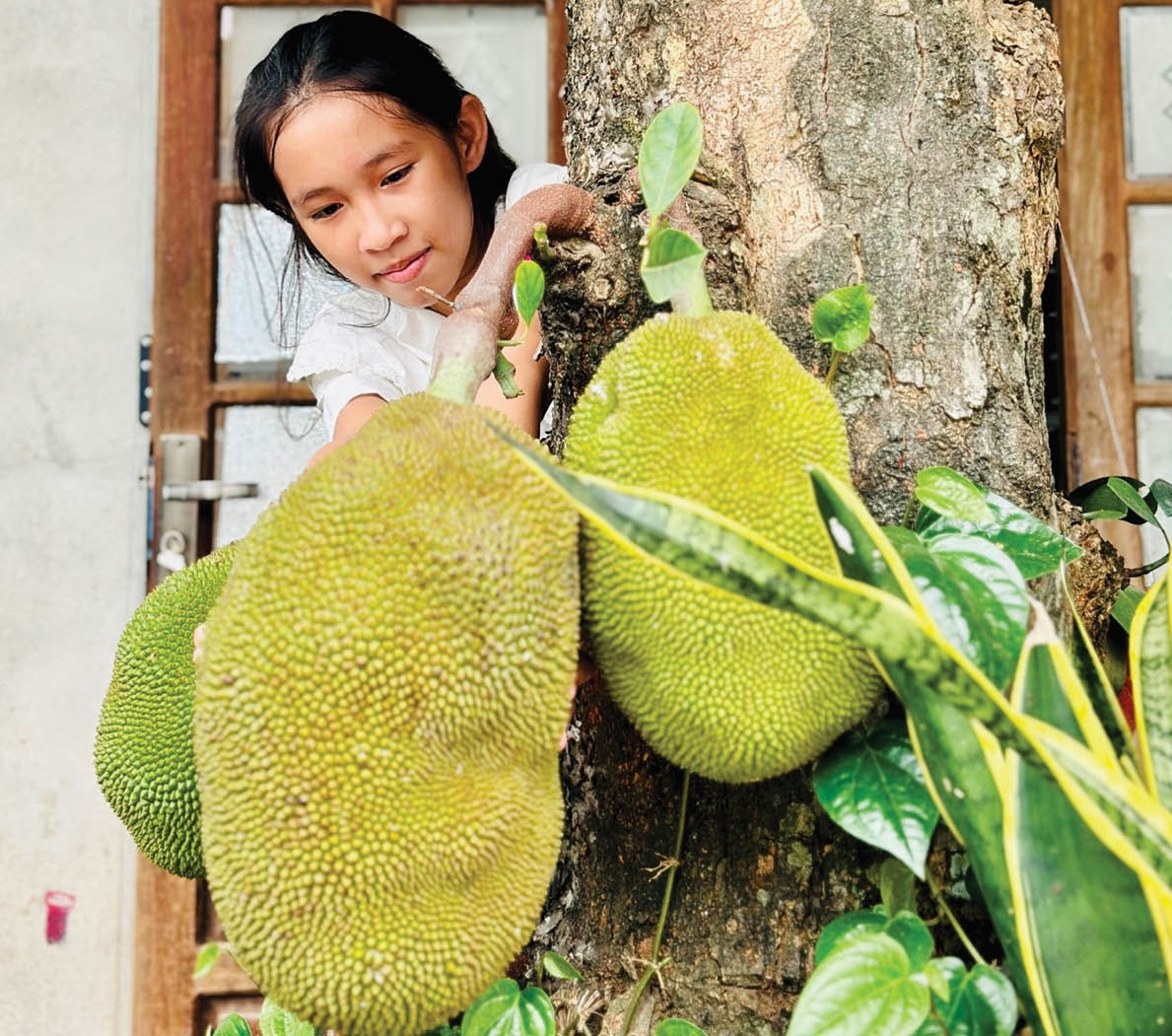 Vườn ở Huế thường trồng loại cây ra trái to bự, múi quả chín thơm khắp làng, cắn ngập chân răng ra mật ngọt - Ảnh 1.