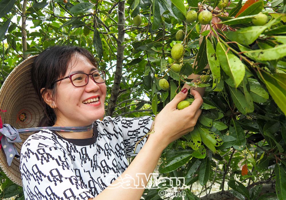 Ở miền Tây có cây cà na chẳng trồng chẳng chăm mà cho bao quả, chỉ nghe tên thôi cũng ứa nước miếng- Ảnh 1.