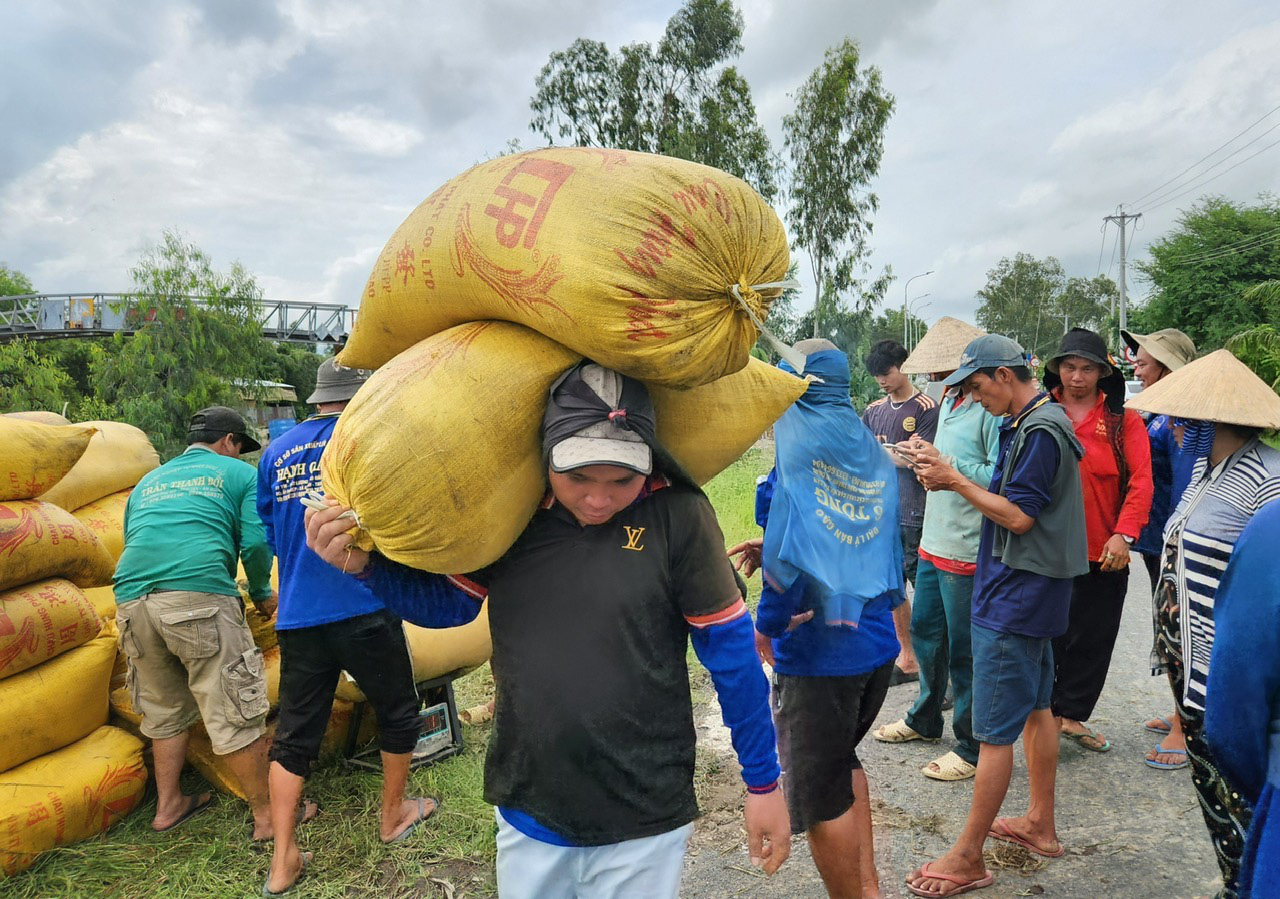 Phải mua trực tiếp từ nông dân: Doanh nghiệp gạo gặp khó- Ảnh 1.