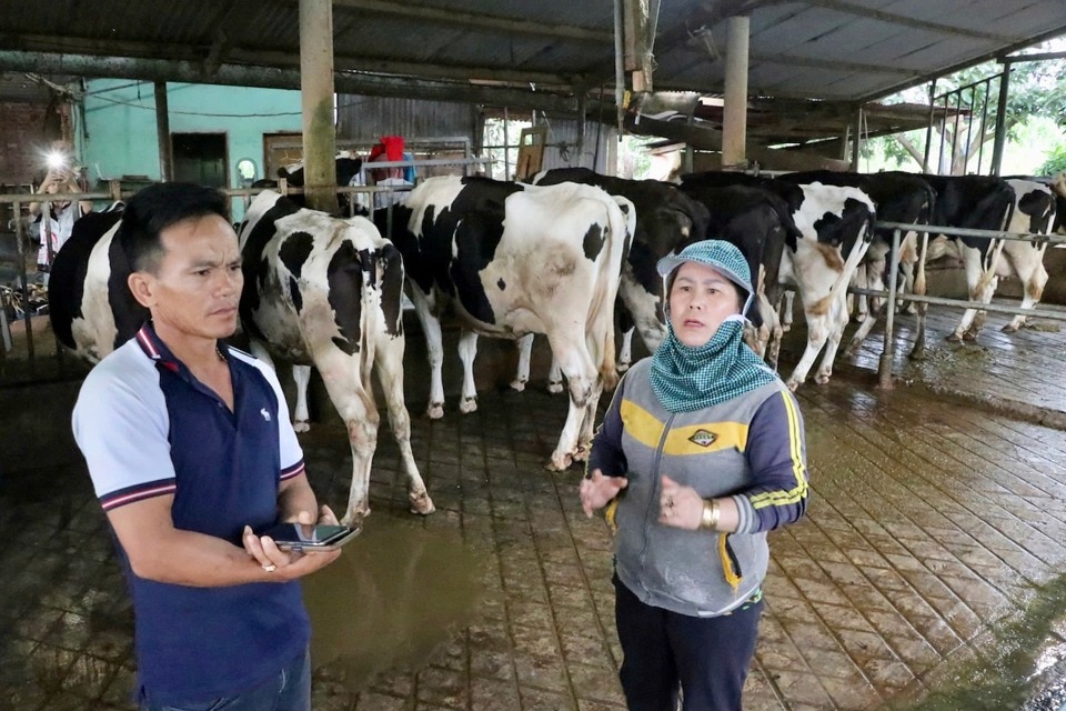 Người chăn nuôi bò sữa tại tỉnh Lâm Đồng lo lắng vì đàn bò bị bệnh sau khi tiêm vaccine viêm da nổi cục. Ảnh: Văn Long.