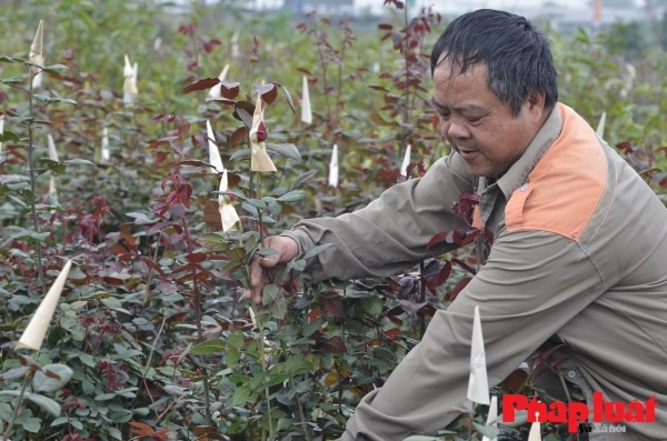 Người nông dân thủ phủ hoa Mê Linh (Hà Nội) thu hoạch hoa hồng để cung ứng ra thị trường. Ảnh: Khánh Huy  