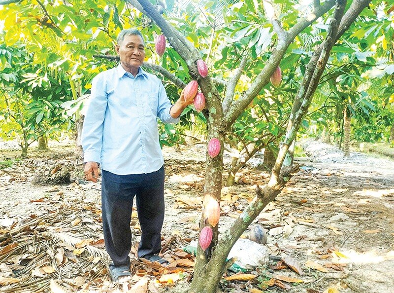 Trồng ca cao, thứ cây ra trái to bự trên thân, ông nông dân Vĩnh Long hễ bẻ là bán hết veo- Ảnh 1.