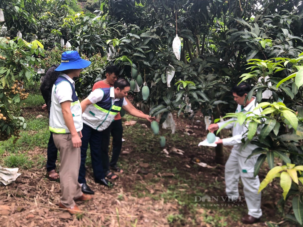 Trồng giống xoài to như bình nước bán sang Mỹ, Trung Quốc, một hợp tác xã ở Sơn La thu tiền tỷ mỗi năm- Ảnh 1.