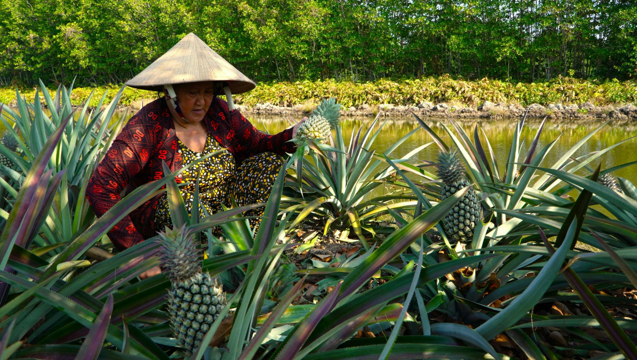 Trồng loại trái gai góc đầy mình trên vùng đất mặn, nông dân ở Cà Mau thu về “quả ngọt”- Ảnh 1.