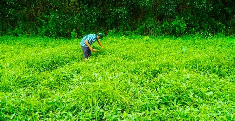 Rừng U Minh Hạ xanh ngát mùa sa mưa (Hoàng Nam)