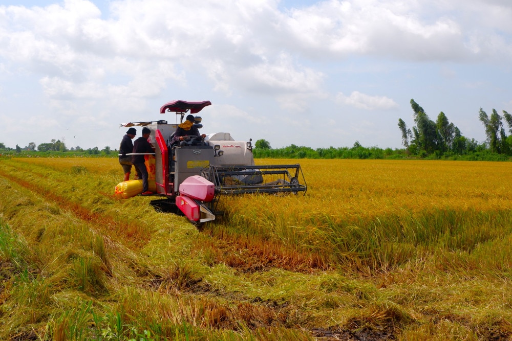 Nông dân tiếc nuối vì bán 'lúa non' - Ảnh 1.