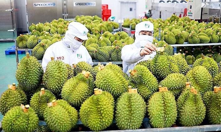 Sầu riêng là mặt hàng rau quả xuất khẩu tăng trưởng mạnh nhất từ đầu năm đến nay. Ảnh minh họa