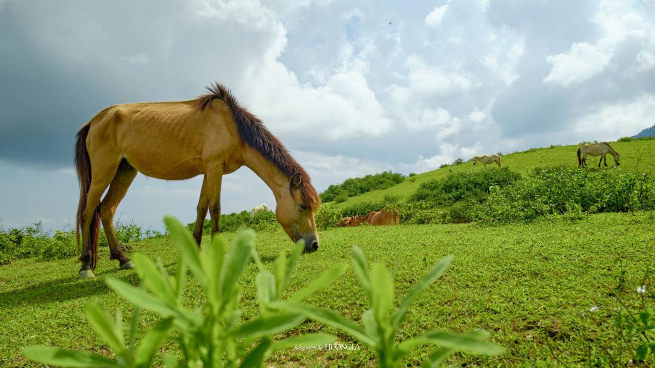 'Đà Lạt thu nhỏ' cách Hà Nội 100km, khách tới săn mây, cắm trại giữa rừng'Đà Lạt thu nhỏ' cách Hà Nội 100km, khách tới săn mây, cắm trại giữa rừng