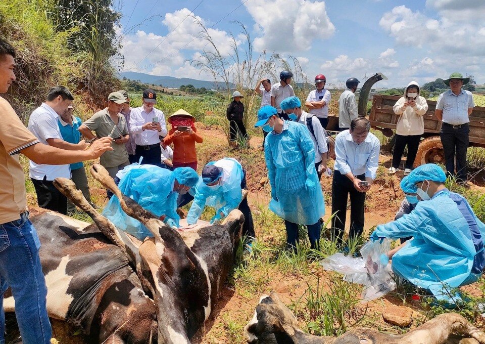 Lâm Đồng ghi nhận hơn 100 con bò bị chết vì tiêu chảy chưa rõ nguyên nhân.