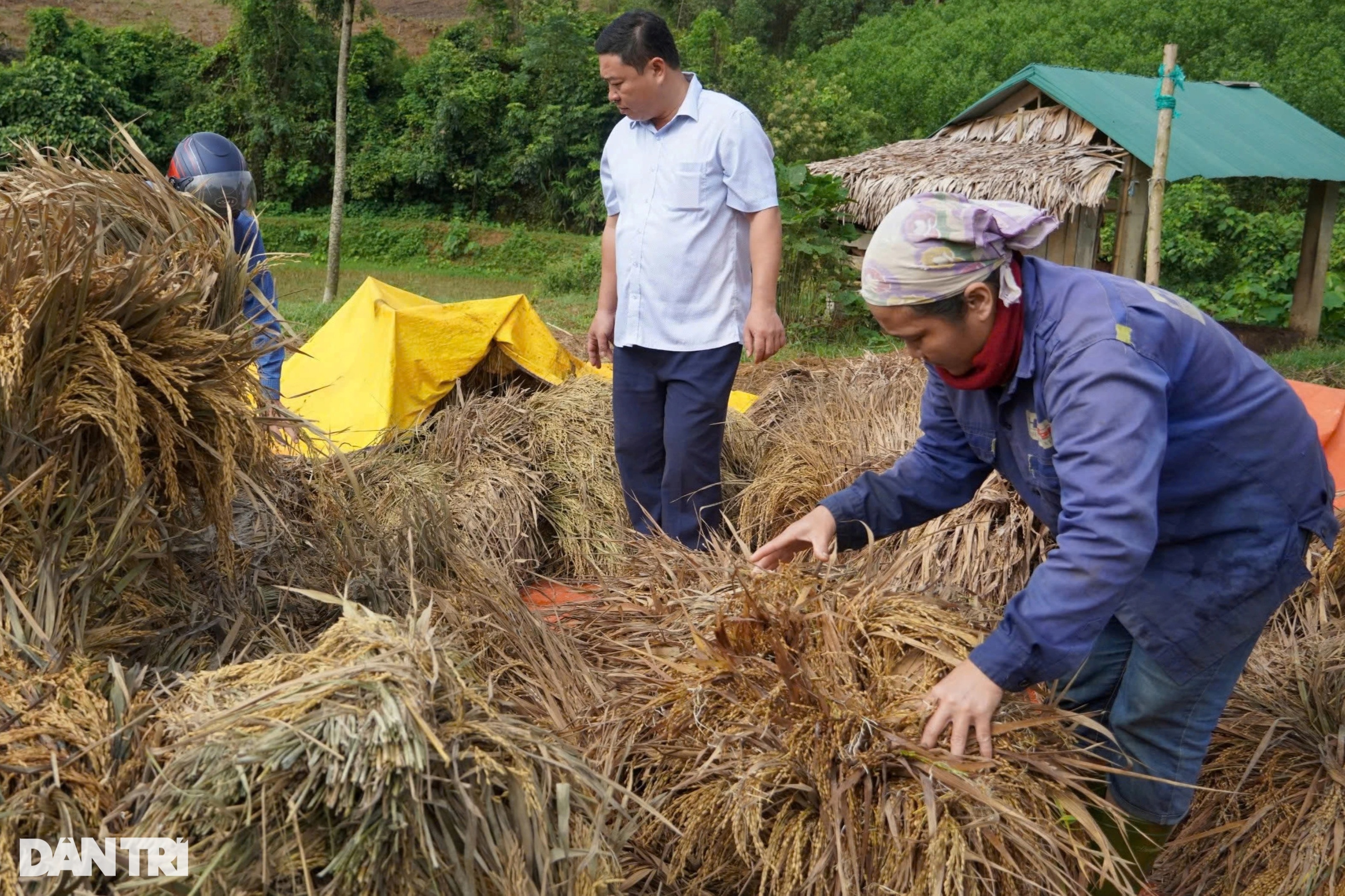 130ha lúa tan hoang sau lũ, xã nghèo thiệt hại 10 tỷ đồng - 1