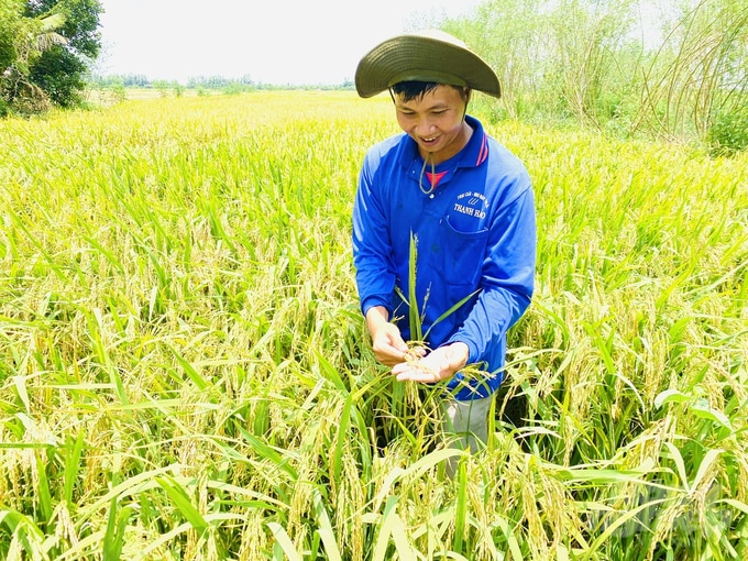 Sản xuất lúa hữu cơ luôn cho thu nhập cao hơn so với sản xuất truyền thống. Ảnh: Lê Hoàng Vũ.