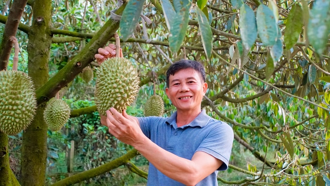 Bồi bổ đất khỏe, sầu riêng hữu cơ của ông Quới phát triển xanh tốt trên vùng đất khó. Ảnh: Lê Bình.