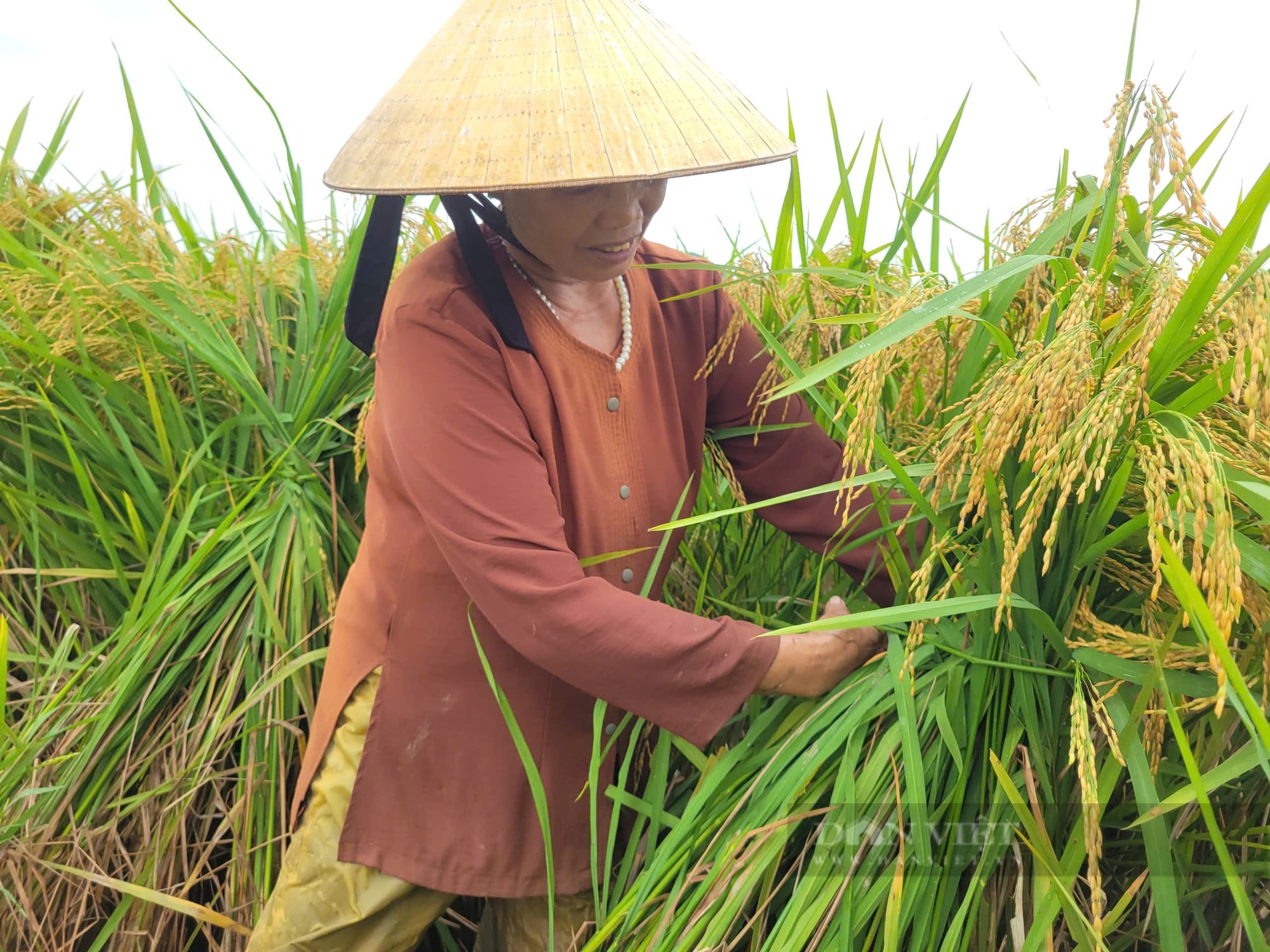 Siêu bão số 3, cơn bão Yagi trước giờ đổ bộ đất liền Thanh Hóa, dân hối hả làm việc này ngoài đồng- Ảnh 6.