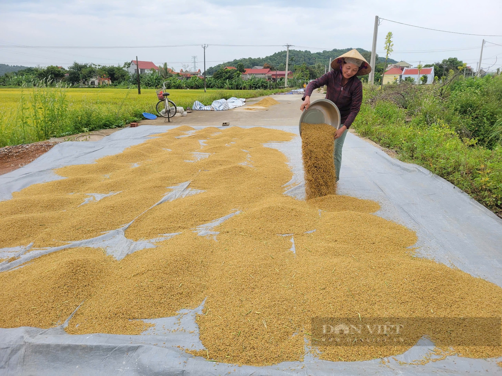 Siêu bão số 3, cơn bão Yagi trước giờ đổ bộ đất liền Thanh Hóa, dân hối hả làm việc này ngoài đồng- Ảnh 9.