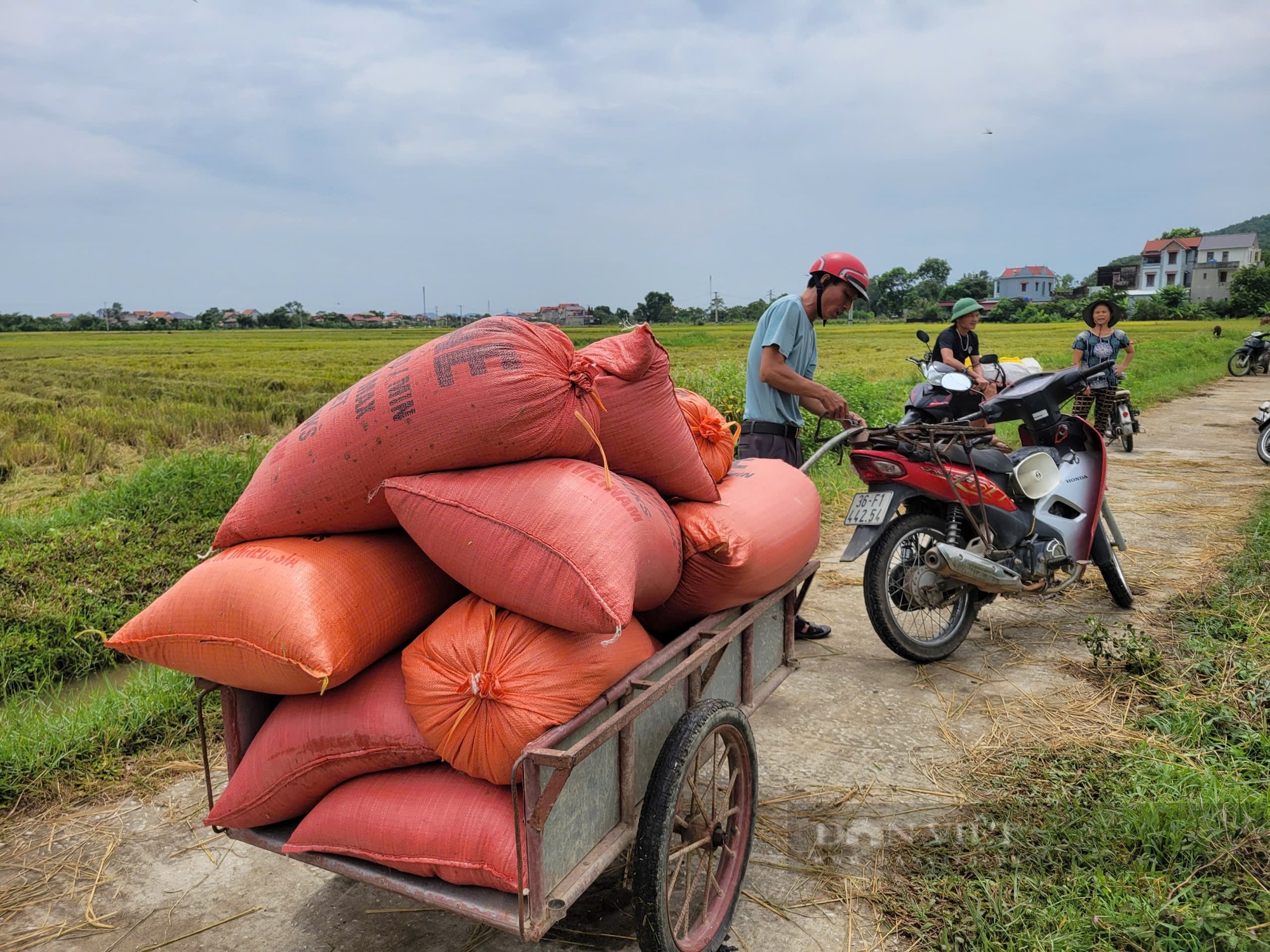 Siêu bão số 3, cơn bão Yagi trước giờ đổ bộ đất liền Thanh Hóa, dân hối hả làm việc này ngoài đồng- Ảnh 10.