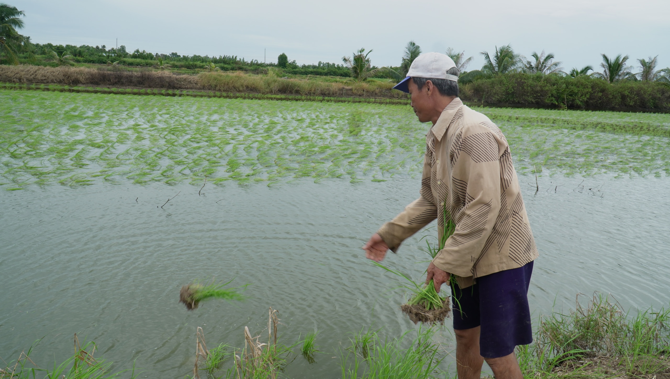 Nông dân vùng này của Cà Mau lội ruộng thảy loại cây sản sinh ra “hạt ngọc của trời”, tính làm chơi mà ăn thiệt - Ảnh 3.