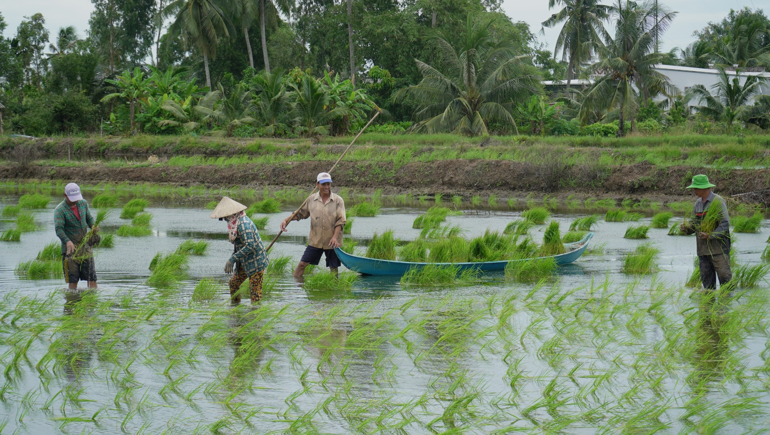 Nông dân vùng này của Cà Mau lội ruộng thảy loại cây sản sinh ra “hạt ngọc của trời”, tính làm chơi mà ăn thiệt - Ảnh 4.