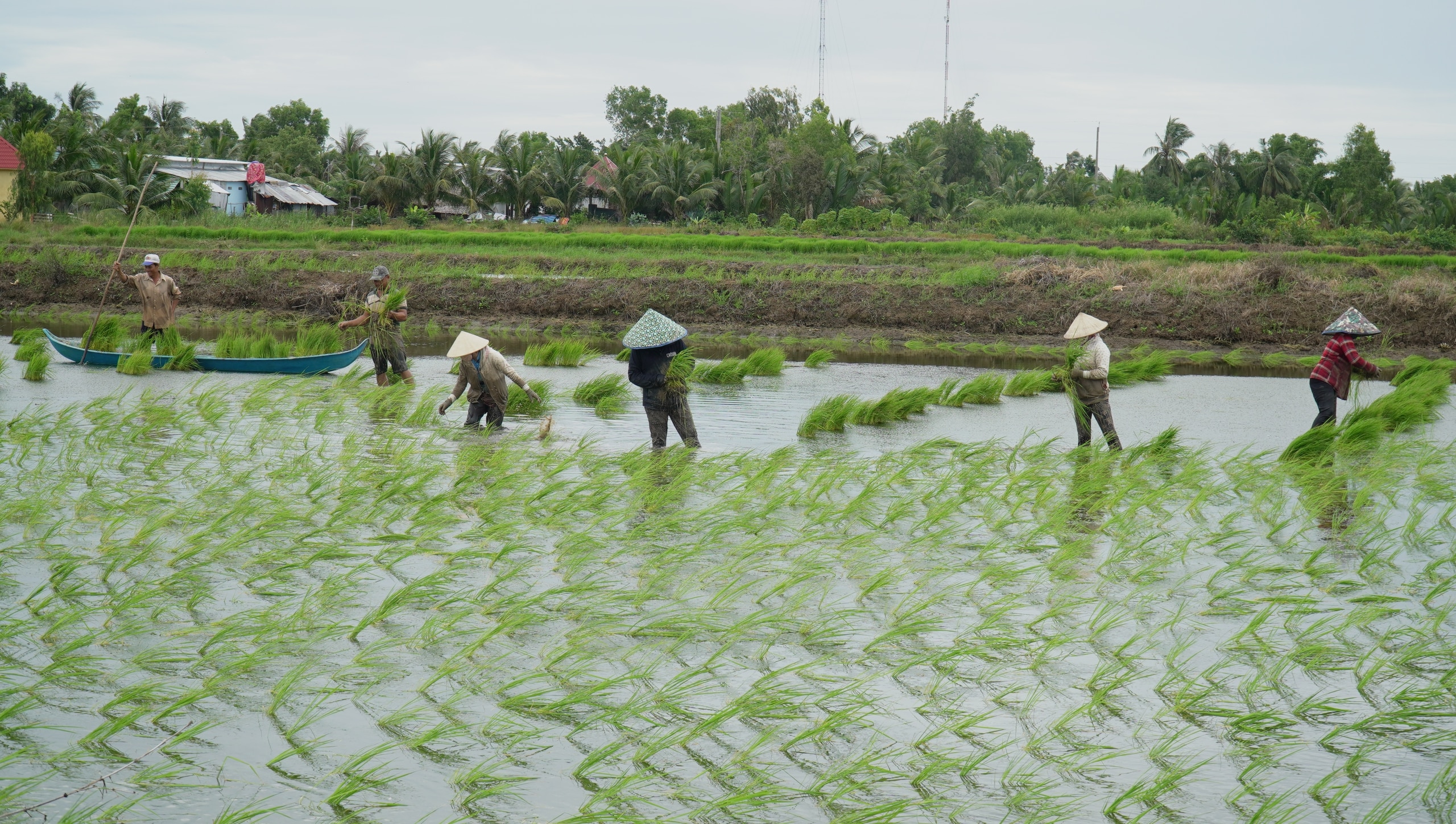 Nông dân vùng này của Cà Mau lội ruộng thảy loại cây sản sinh ra “hạt ngọc của trời”, tính làm chơi mà ăn thiệt - Ảnh 6.