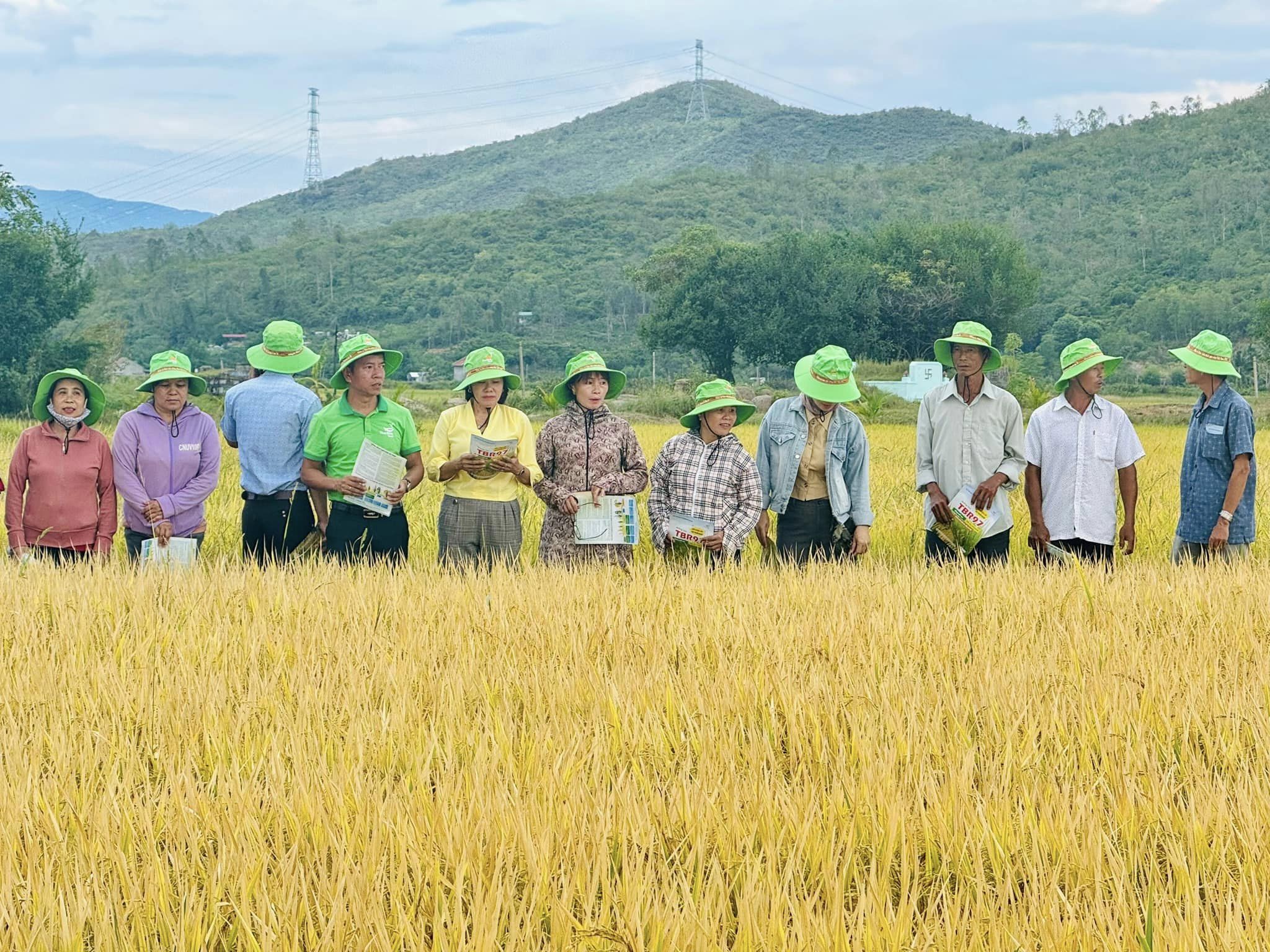 Giống lúa TBR97 của ThaiBinh Seed được thương lái săn lùng với giá cao, nông dân Khánh Hòa phấn khởi - Ảnh 6.