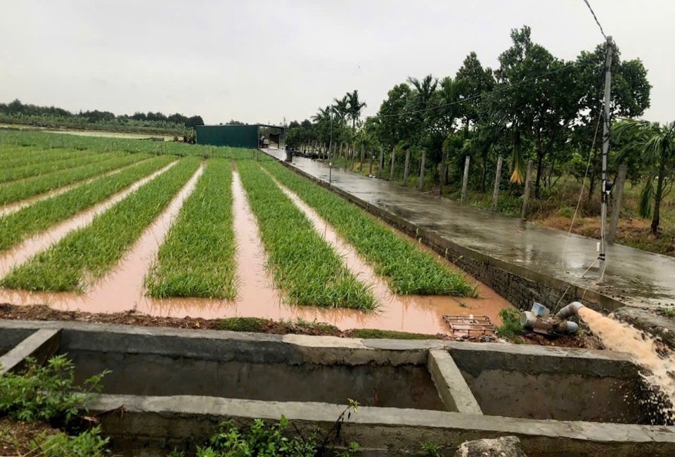 Cùng với tình trạng cây xanh gãy, đổ, tại huyện Phúc Thọ cũng có hàng trăn héc-ta cây trồng, chủ yếu là lúa và cây ăn quả ngắn ngày bị ngập úng. Hiện, nhiều trạm bơm đang được vận hành để tiêu úng cho cây trồng.