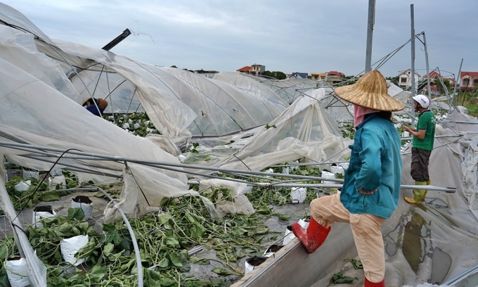 Toàn bộ nhà màng của gia đình chị Cuối bị đổ sụp, thiệt hại hàng tỷ đồng. Ảnh: Bảo Thắng.  