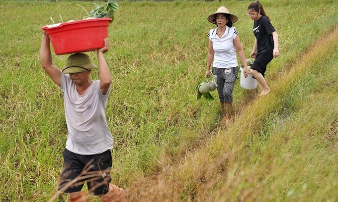 Hàng xóm hỗ trợ chị Cuối thu hoạch dưa. Ảnh: Bảo Thắng.  