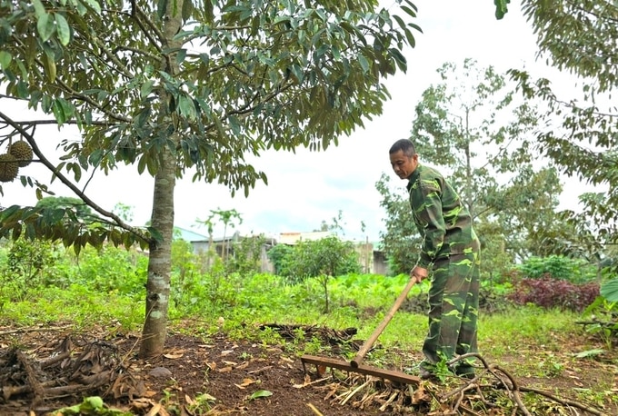 Gia đình ông Thông trồng xen canh 200 cây sầu siêng trong vườn cà phê. Ảnh: Tuấn Anh.