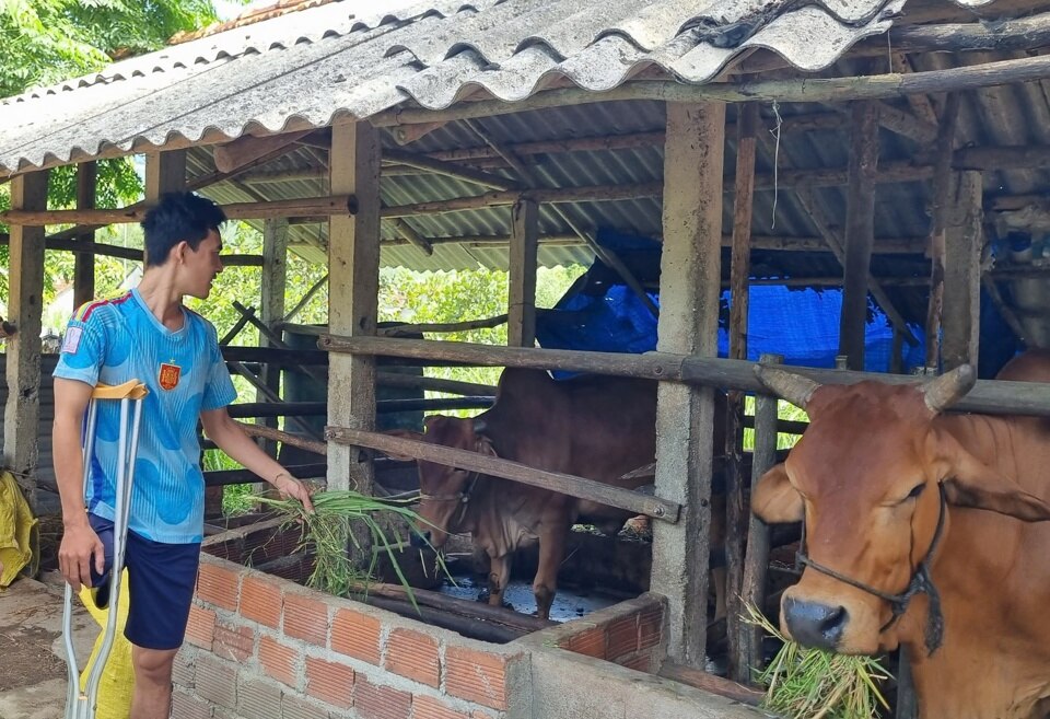 Anh Phương được hỗ trợ bò giống sinh sản để phát triển kinh tế.