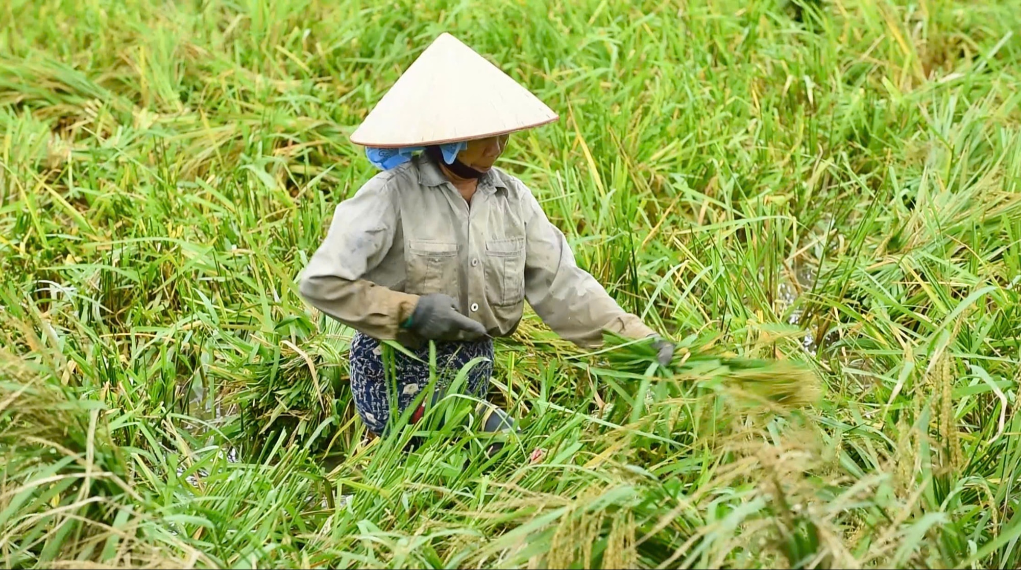 Nông dân - Ảnh 2.