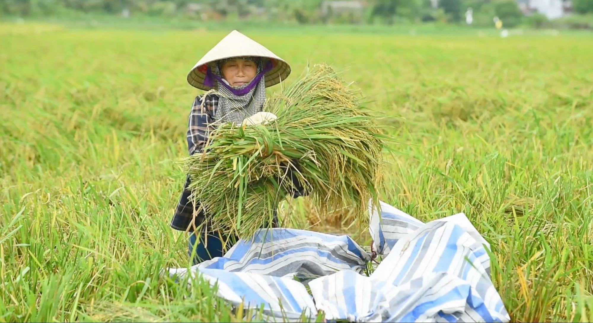 Nông dân - Ảnh 4.