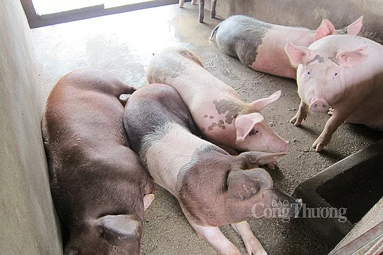 Giá heo hơi hôm nay 10/9/2024: Tăng nhẹ 1.000 đồng/kg ở cả 3 miền, cao nhất 67.000 đồng/kg