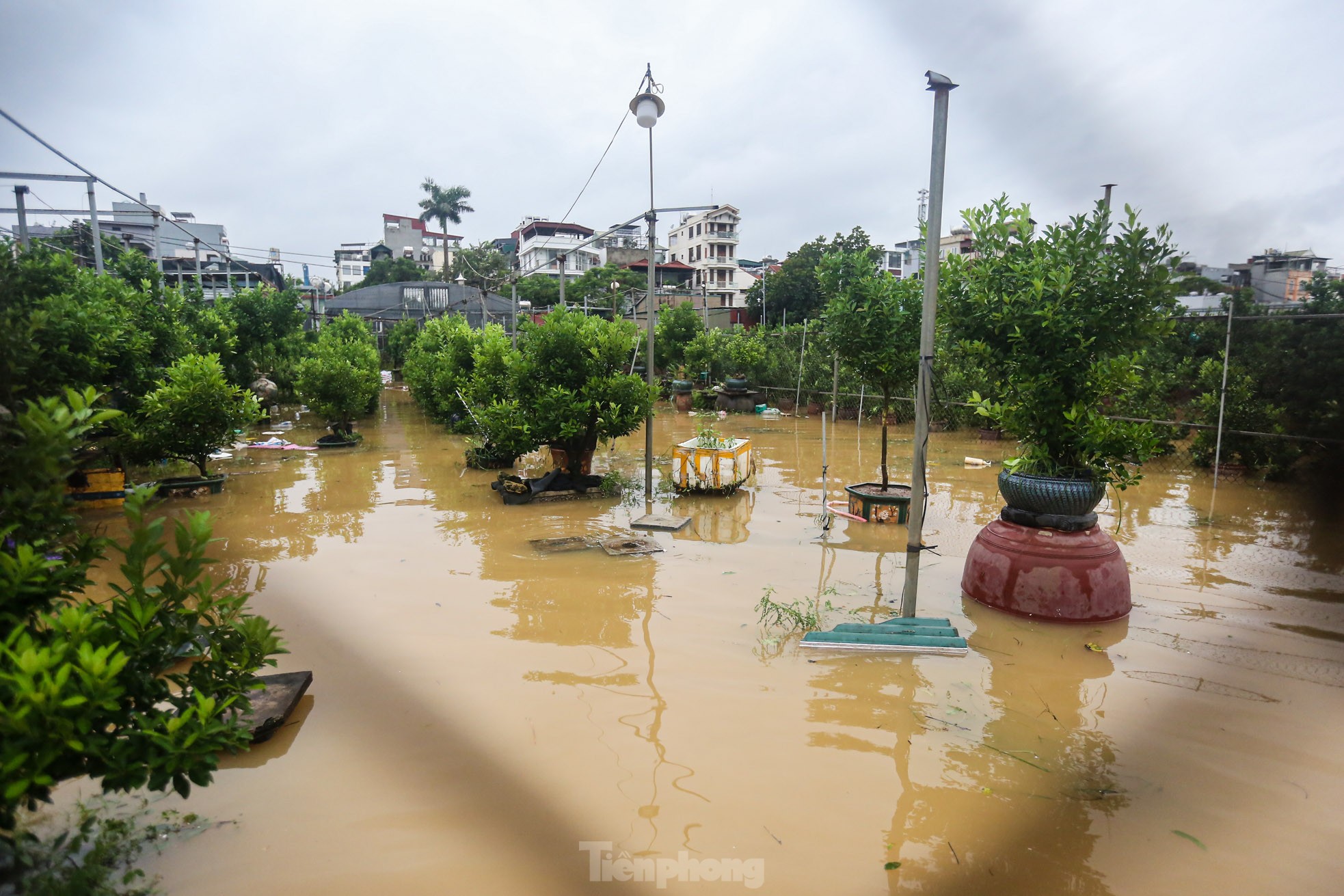 Người dân 'thủ phủ' quất Tứ Liên lội nước cứu cây ảnh 16