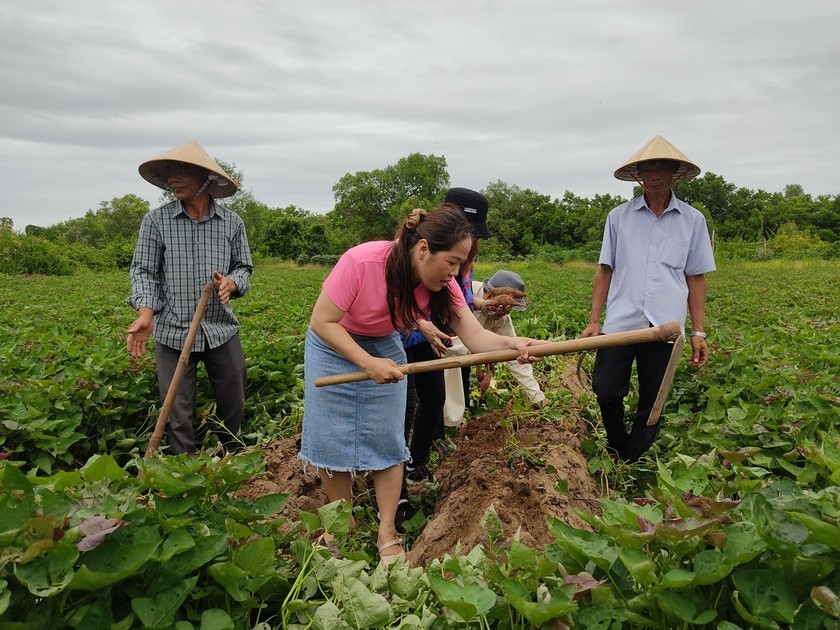 Du khách trải nghiệm thu hoạch khoai lang tại mô hình Du lịch nông nghiệp ấp Cồn Ông (ảnh Nguyễn Thuận)