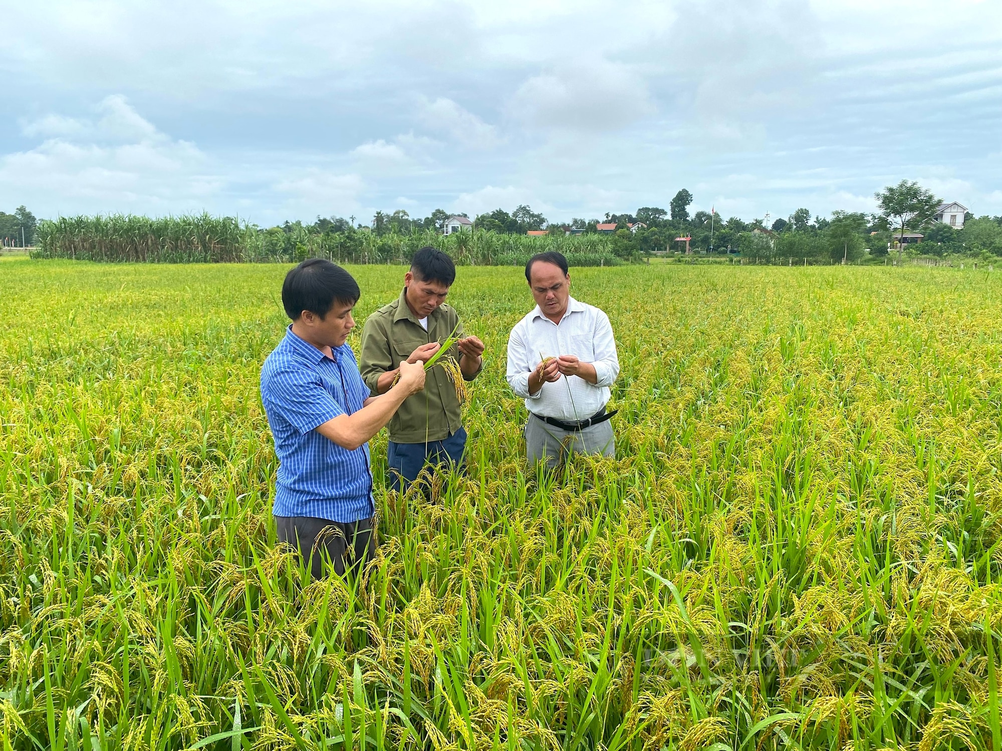 Nông dân Hà Tĩnh trồng giống lúa cạn, dễ trồng, năng suất cao.- Ảnh 3.