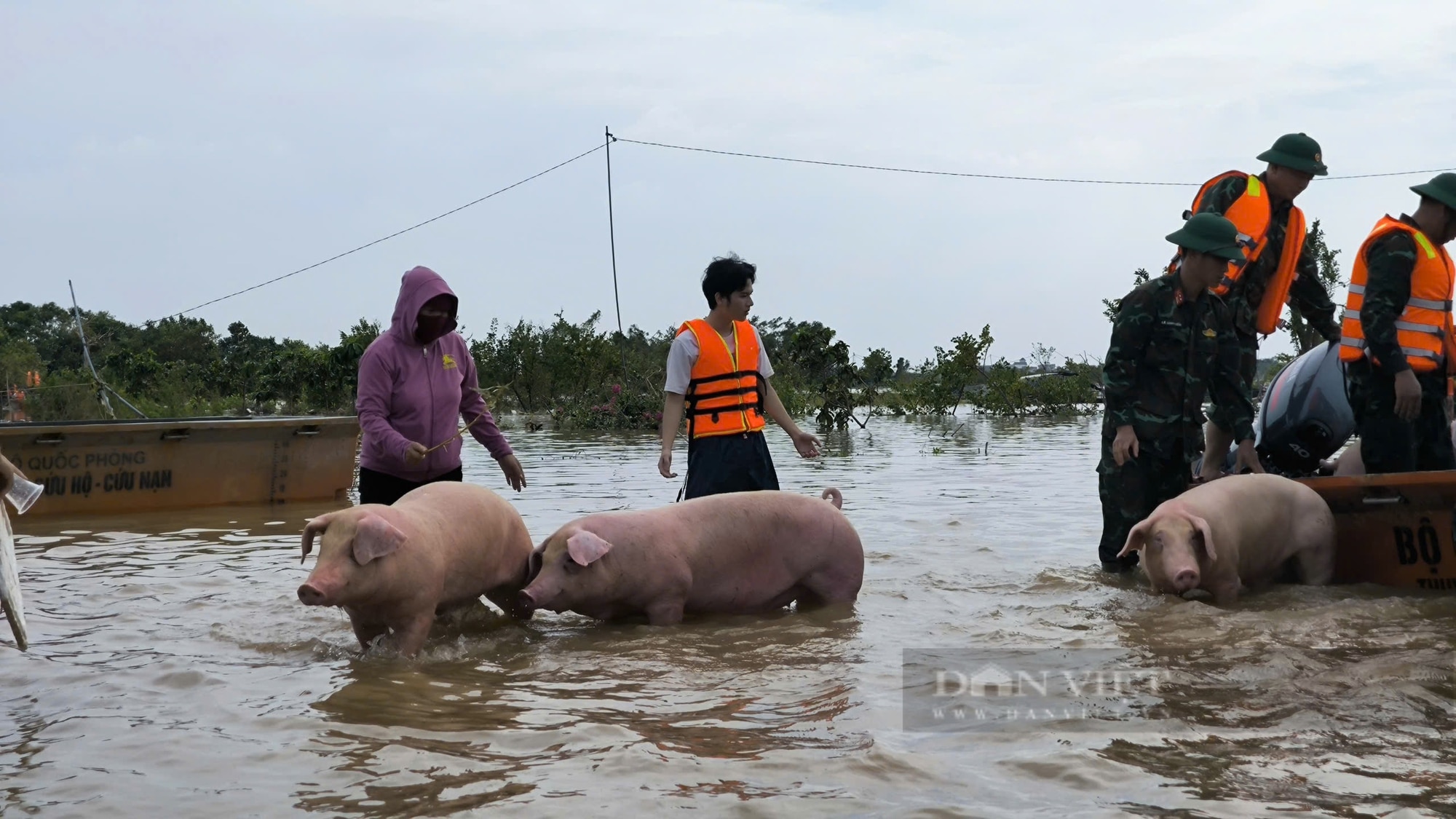 Nước lũ lên cao, nông dân ven đê ở Hưng Yên hối hả tìm mối bán đàn lợn tiền tỷ - Ảnh 3.