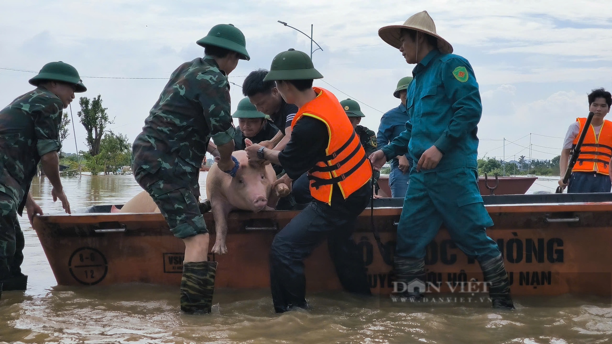 Nước lũ lên cao, nông dân ven đê ở Hưng Yên hối hả tìm mối bán đàn lợn tiền tỷ - Ảnh 2.