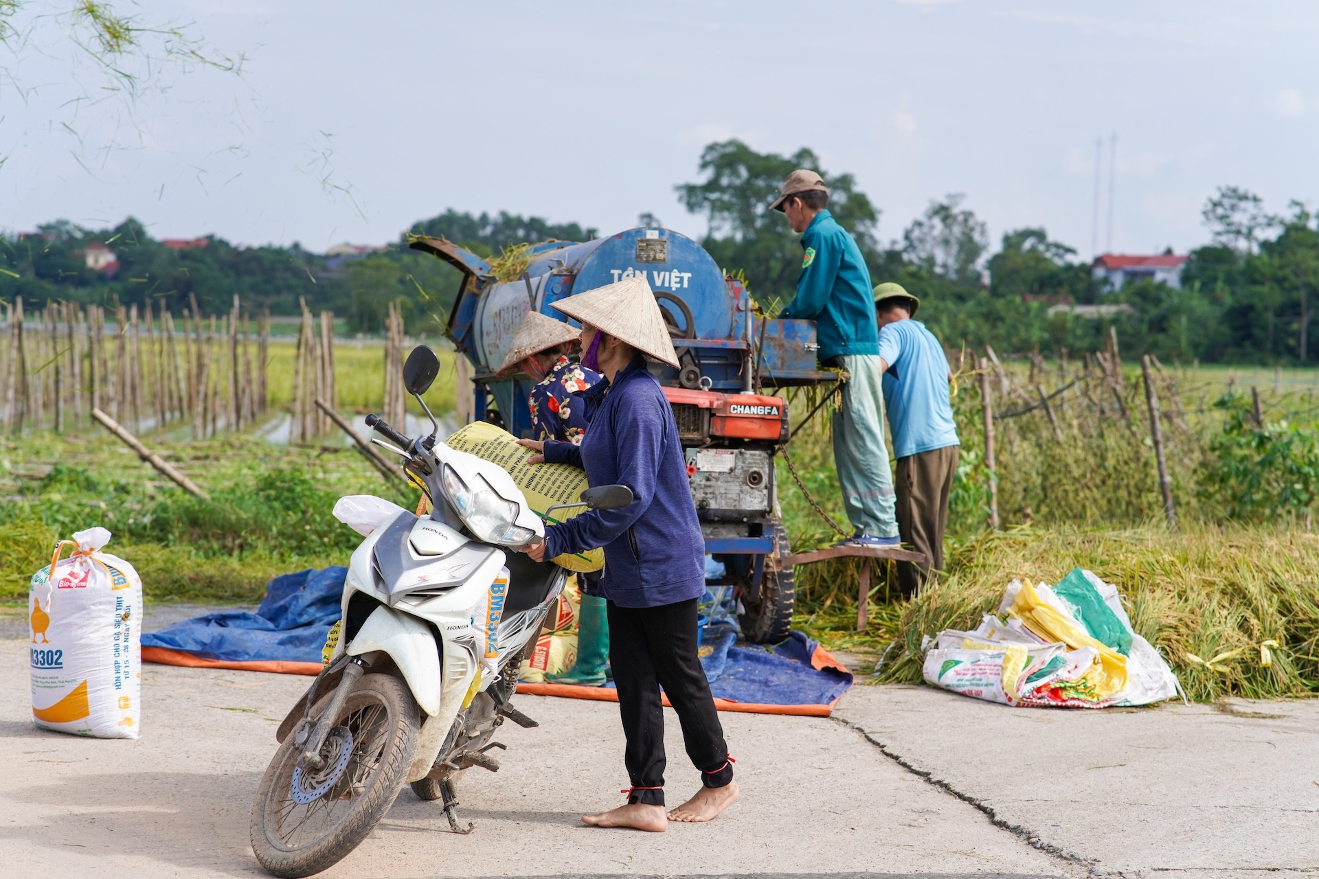 Người dân ngoại thành Hà Nội tất bật ra đồng chạy đua với lũ vớt vát tài sản ảnh 5