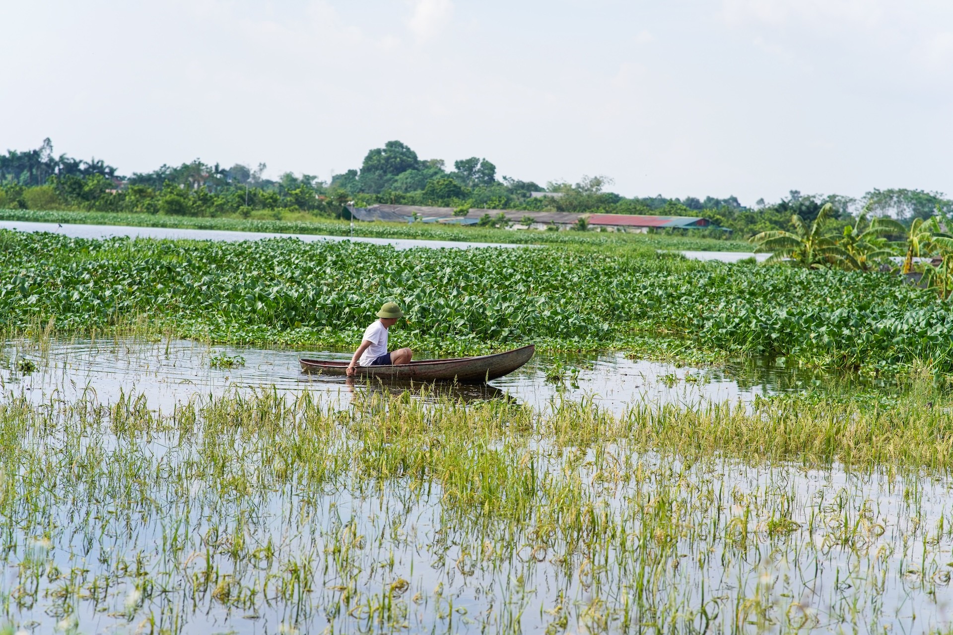 Người dân ngoại thành Hà Nội tất bật ra đồng chạy đua với lũ vớt vát tài sản ảnh 6