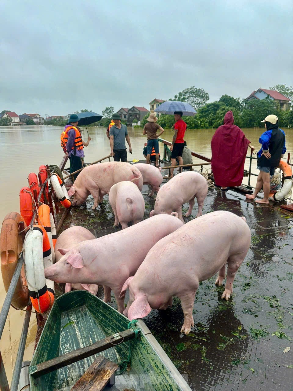 Nước ngập tới mái nhà, cả làng biến thành 'ốc đảo' ảnh 8