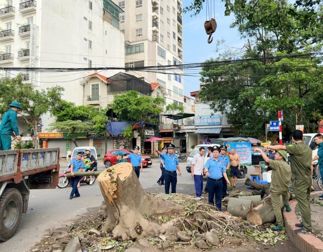 Hơn 300 Thanh tra phân luồng, đảm bảo trật tự chiến dịch thu dọn cây xanh đổ ảnh 6