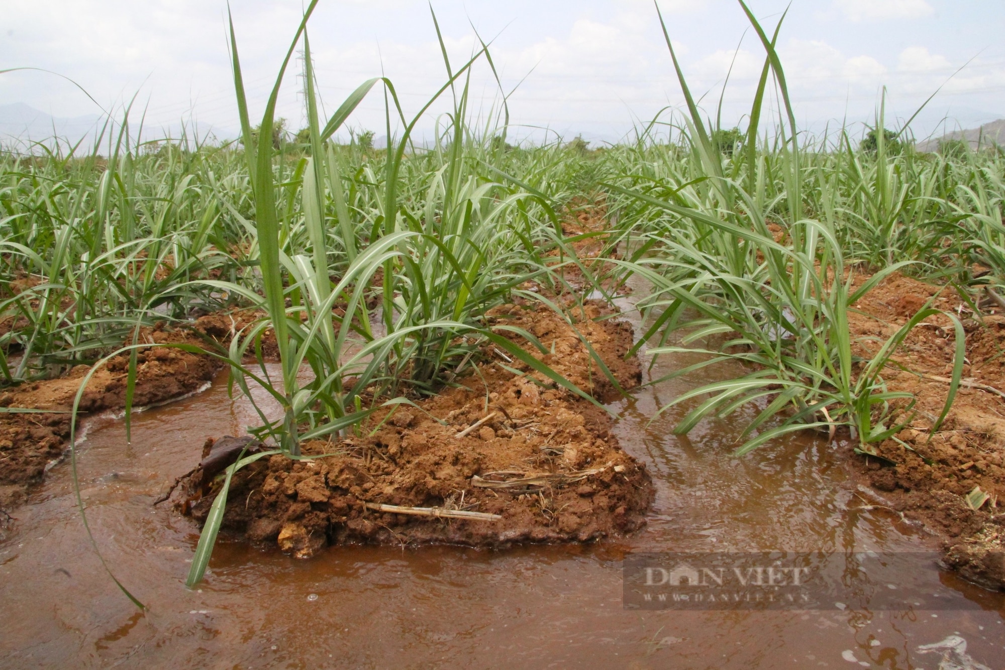 Nông dân ở thủ phủ trồng mía, mì lớn nhất Ninh Thuận mong muốn phát triển kinh tế hợp tác xã- Ảnh 3.