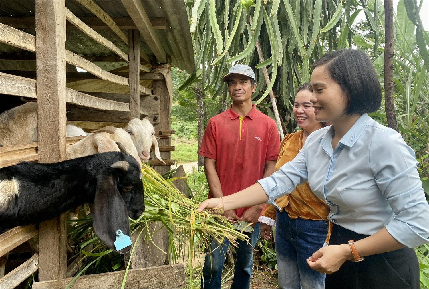 Mô hình hỗ trợ dê sinh sản giúp hộ ông A Huynh, thôn Kon Bơ Băn, xã Ngọk Réo, huyện Đăk Hà 