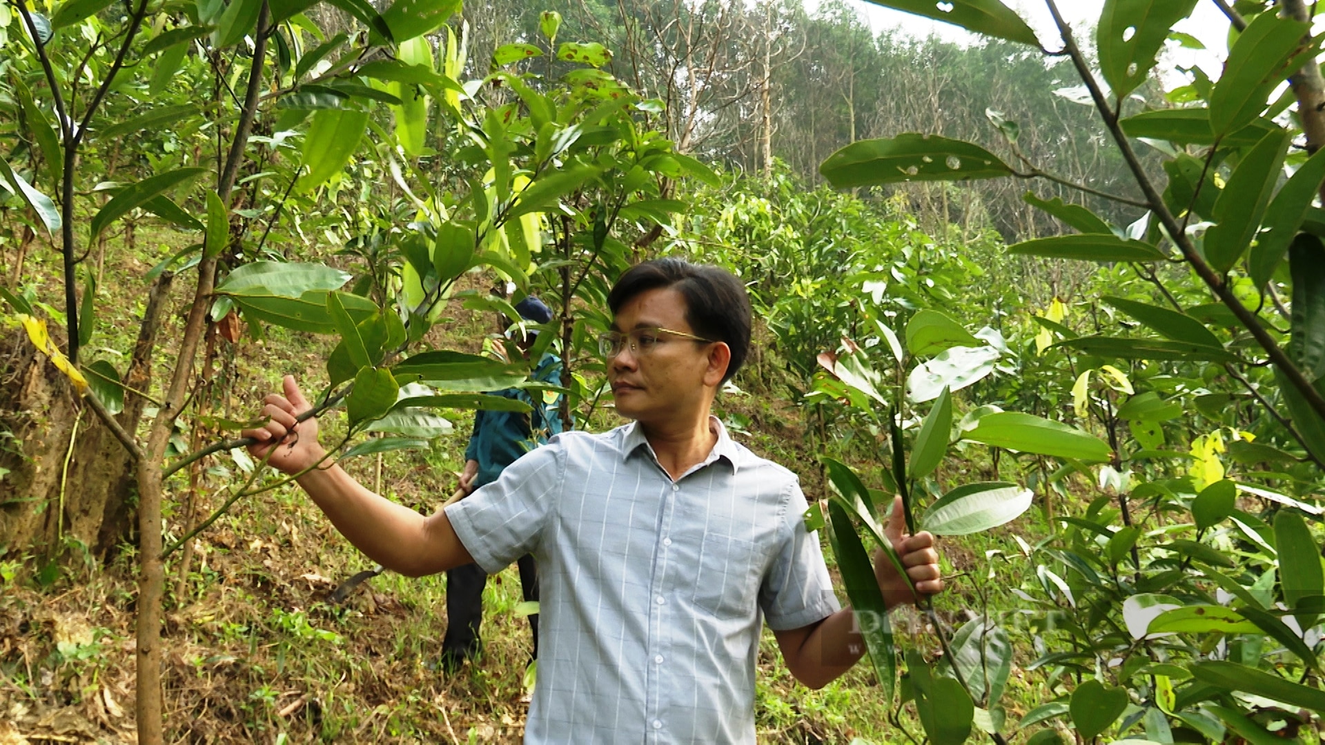 Trồng loại cây xứ Bắc lấy vỏ bán có mùi thơm, cay như ớt, nông dân Tiên Phước tính lãi gần 1 tỷ/ha- Ảnh 4.