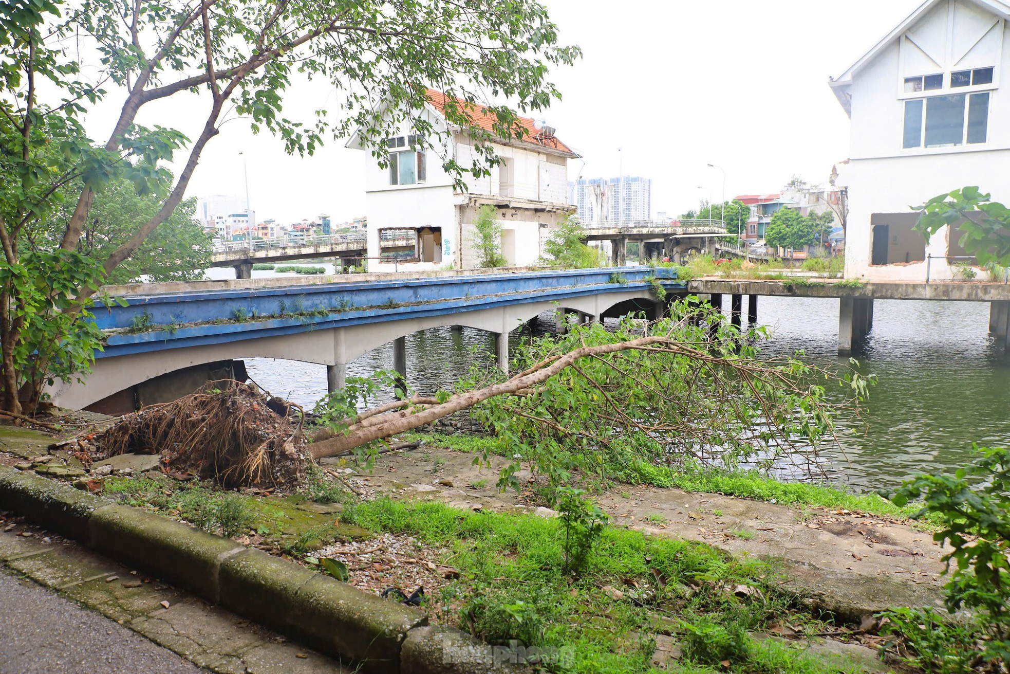 Vì sao công viên Hà Nội vẫn ngổn ngang cây đổ? ảnh 2