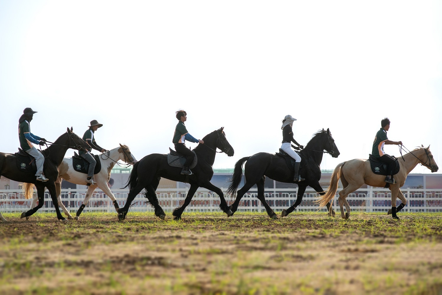 loai ngua cao nhat the gioi chao doi tai vinpearl horse academy hinh 4